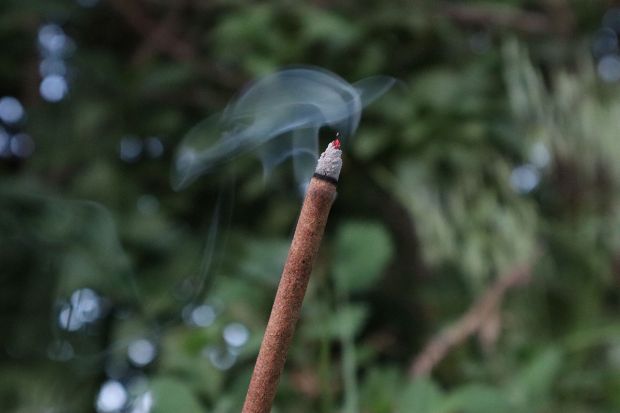 are coffee and tobacco plants related What Is Tobacco? Is Tobacco a Drug?
